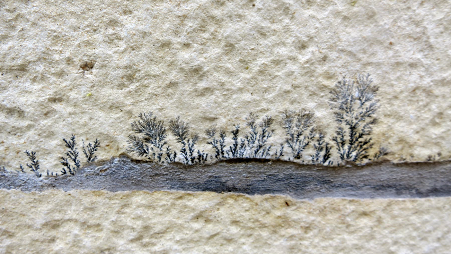 Dendritas